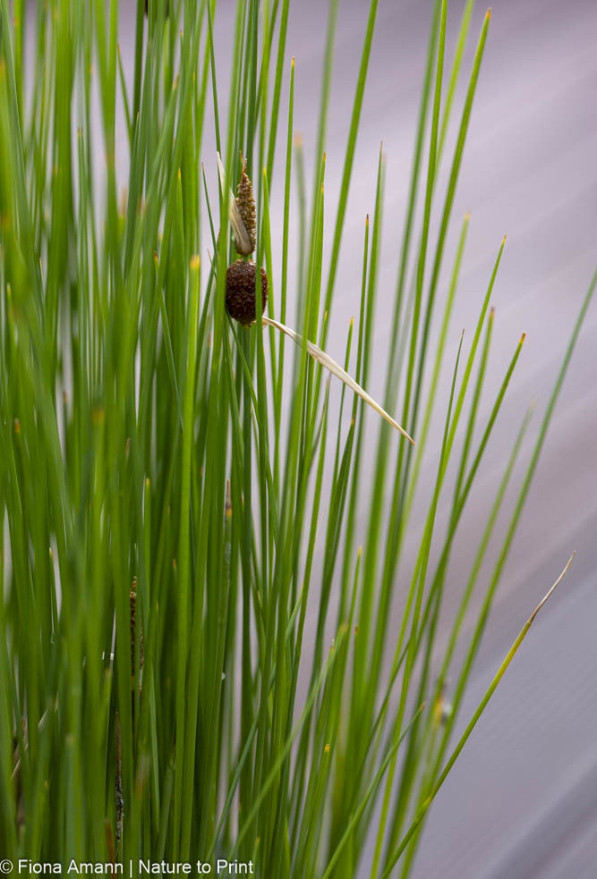 Kleiner Rohrkolben im Miniteich. Wüchsig, winterfest und hübsch.