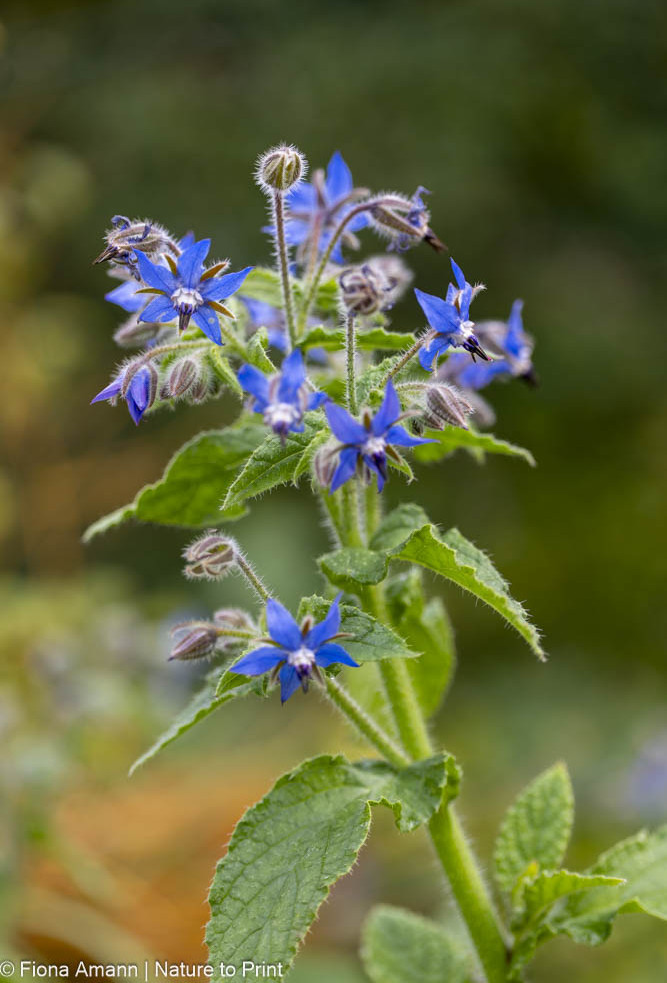 Schmeckt nach Gurken, sollte aber nur sporadisch gegessen werden.