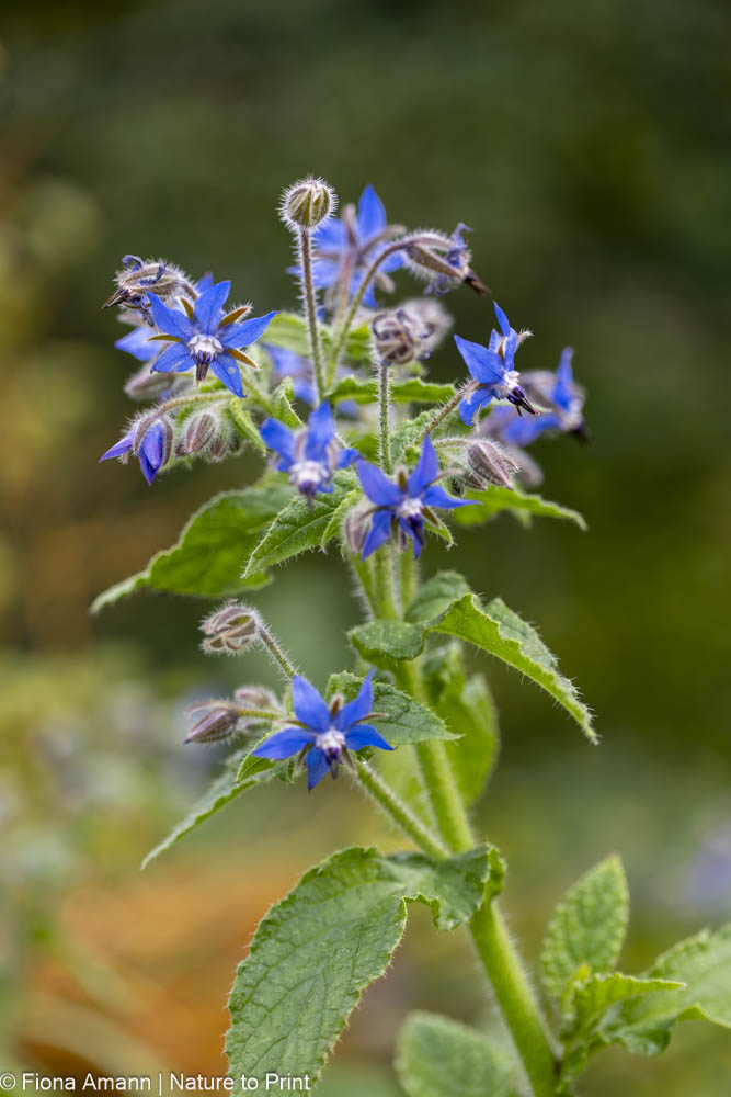 Schmeckt nach Gurken, sollte aber nur sporadisch gegessen werden. Schmeckt nach Gurken, sollte aber nur sporadisch gegessen werden.