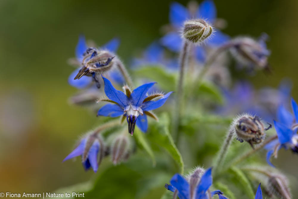 Borago officinalis, Heilkraut mit essbaren blauen Blüten Borretsch, Borago, Heilkraut mit essbaren Blüten