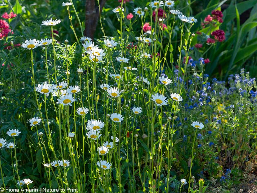 Wilde Margeriten vor Spornblume und Ehrenpreis Wilde Margeriten vor Spornblume und Ehrenpreis