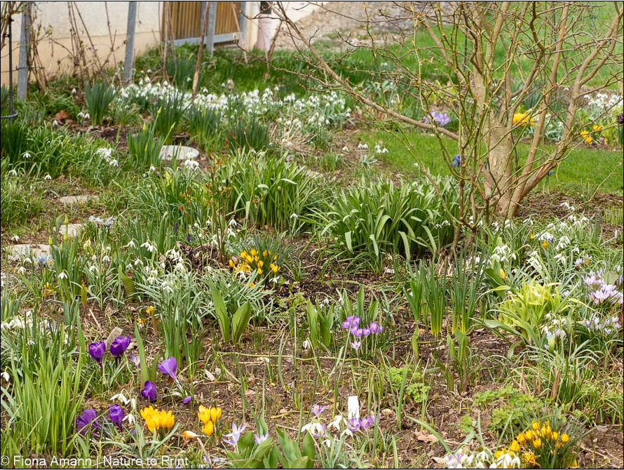 Frühblüher im Halbschatten vor Gehölzen und zwischen Stauden