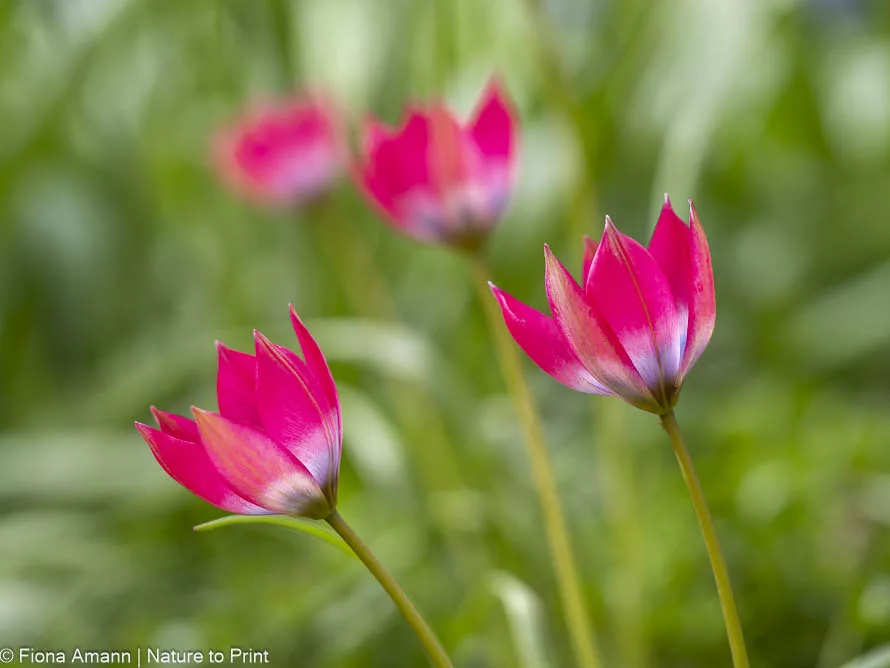 Wildtulpe Little Beauty im Garten von Nature to Print