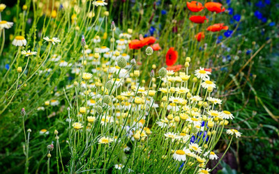 Saat-Wucherblume, heimisch, einfach & bienenfreundlich