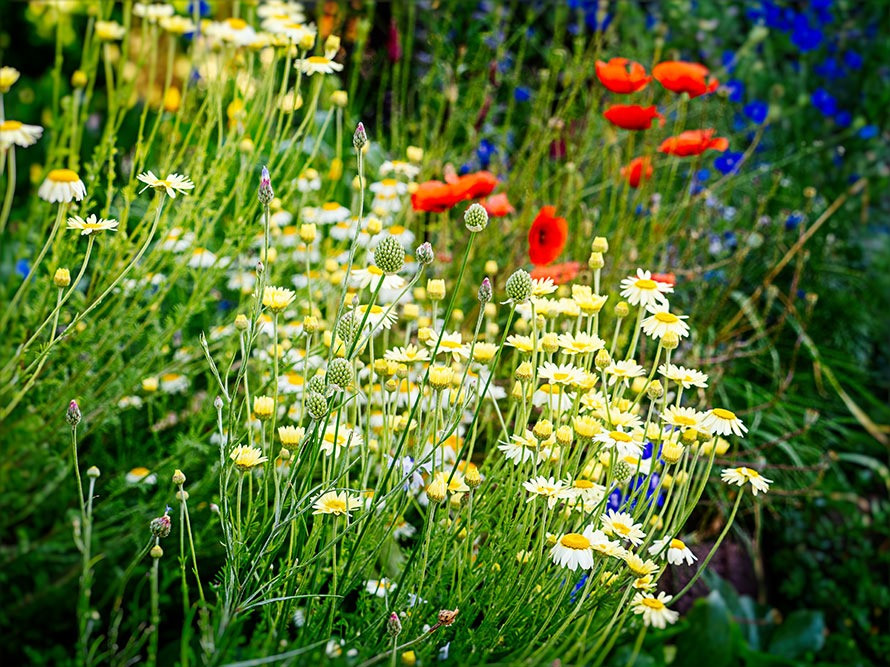 Saat-Wucherblume, heimisch, einfach & bienenfreundlich