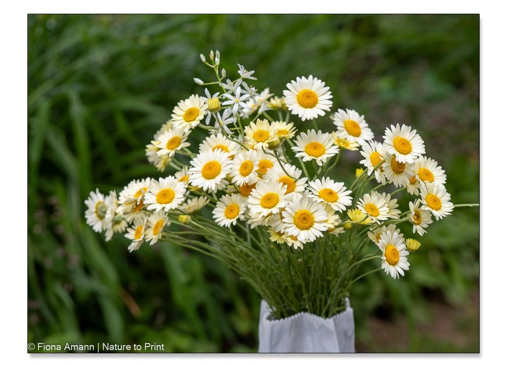 Saatgut 'Flame Shades' – Bunte Wucherblumen-Mischung In Warmen Rottönen Für Beete & Sträuße