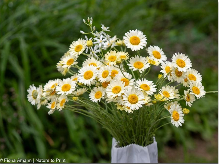 Chrysanthemum segetum hält sich lange in der Vase Chrysanthemum segetum hält sich lange in der Vase