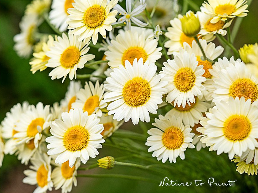 Wucherblumen mit schwefelgelben offenen, insektenfreundliche Blüten und mit gelber Mitte Wucherblumen mit schwefelgelben offenen, insektenfreundliche Blüten und mit gelber Mitte