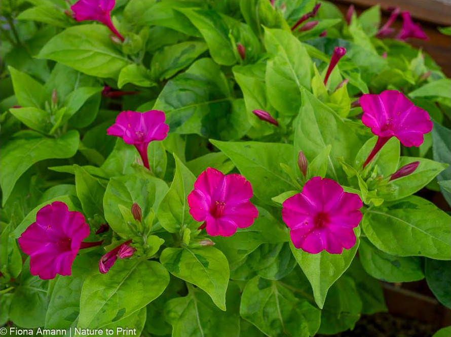Wunderblume 'Lime Light' punktet mit pinken Blüten und panaschierten Laub