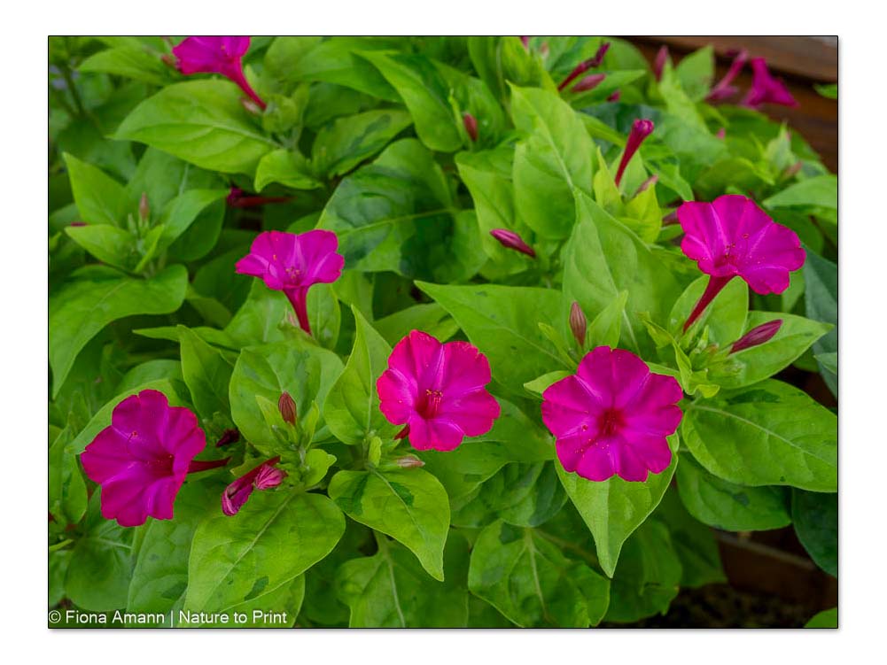Wunderblume Mirabilis jalapa 'Limelight' Wunderblume 'Lime Light' punktet mit pinken Blüten und panaschierten Laub