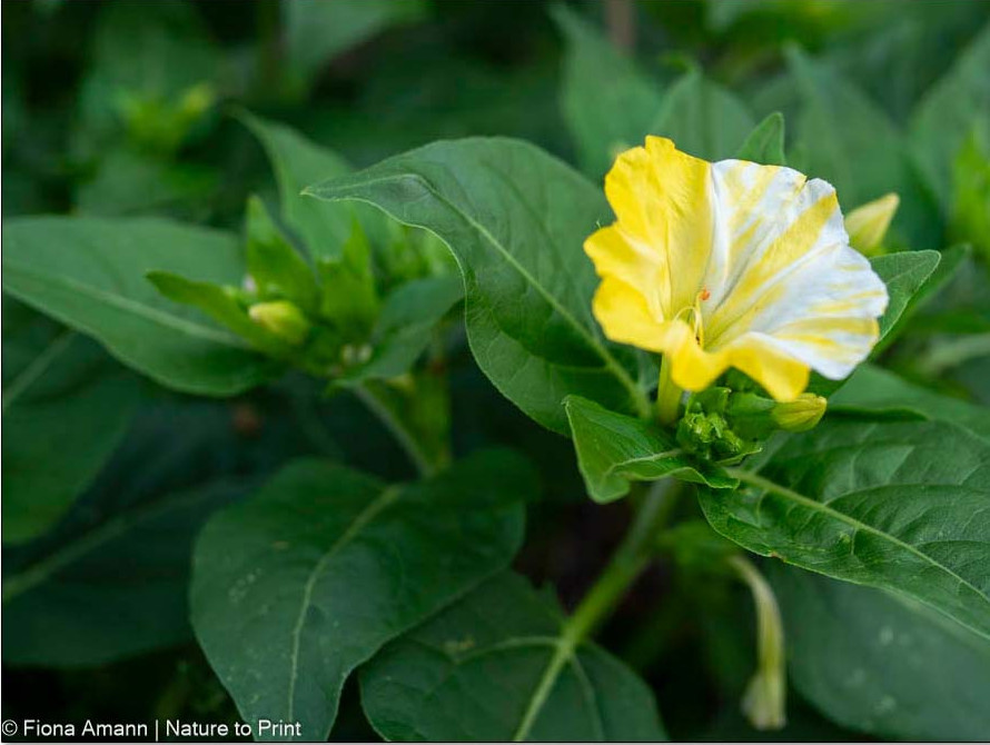 Mirabilis jalapa Marbles Mix mit gestreiften Blüten