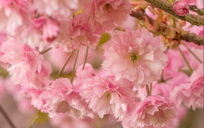 7 Tipps woran Sie gute Pflanzenhändler (im Internet) erkennen