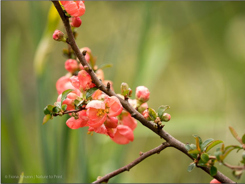 Zierquitten wachsen etwas sparrig und tragen Dornen. Das sind keine "Fehler", sondern schützt die Vogelwelt vor Übergriffen von Katzen.
