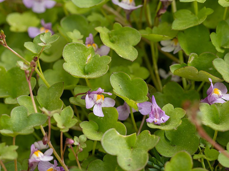 Zimbelkraut, Bodendecker & Bienenweide. Hübsch & extrem genügsam