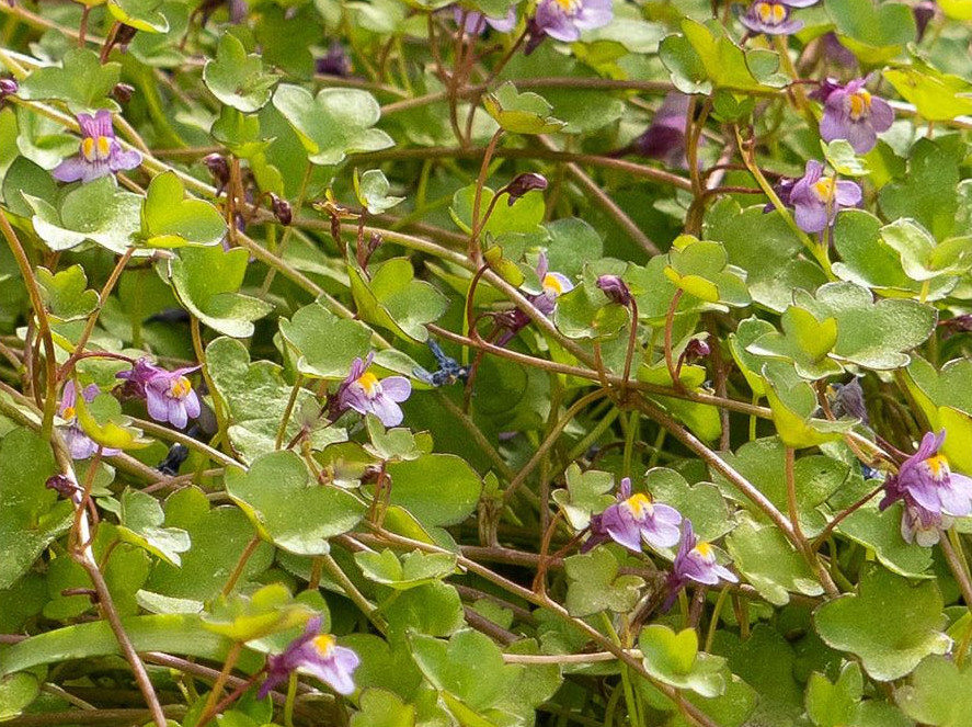Zimbelkrautblüten sind nur etwa einen Zentimeter groß, zweifarbig hellviolett und weiß. Auf der Unterlippe sind zwei gelbe Flecken. Ihre Stängel sind rötlich braun.