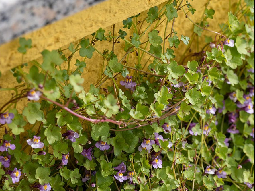 Am sichersten und einfachsten vermehrt sich Cymbalaria muralisdurch Selbstaussaat und durch Ausläufer.