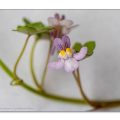 Zweifarbige Blüte, Makro, Mauerzimbelkraut,