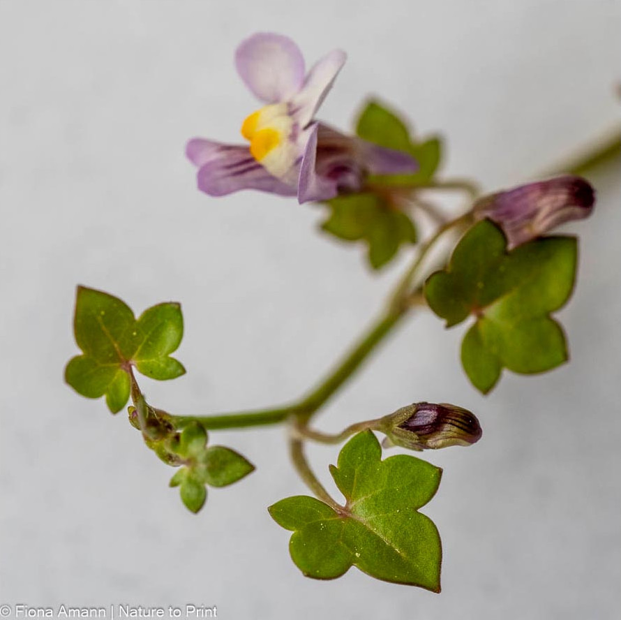 Frischer Trieb mit herzfömigen Blättchen