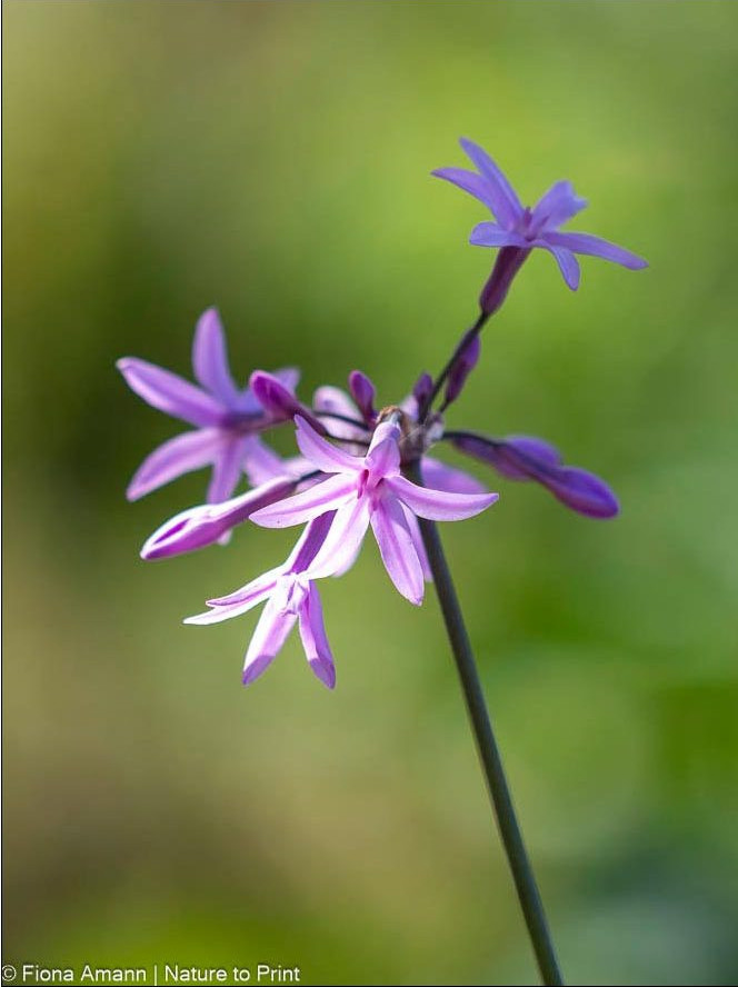 Tulbhagia violacea, Zimmerknoblau, Kaplilie