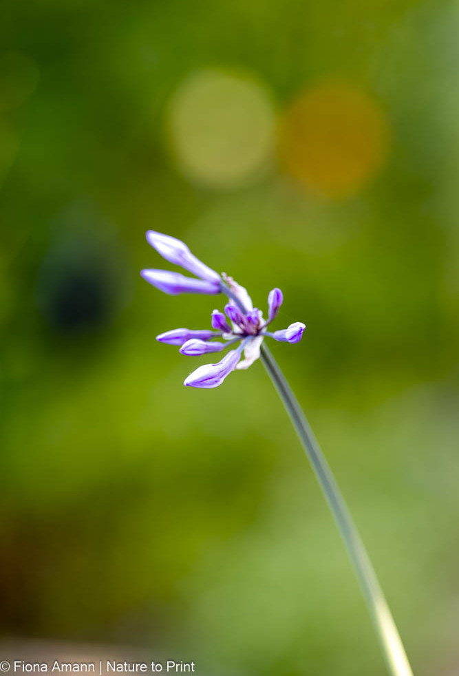 Zimmerknoblauch blüht auf, erste Knospe des Jahres