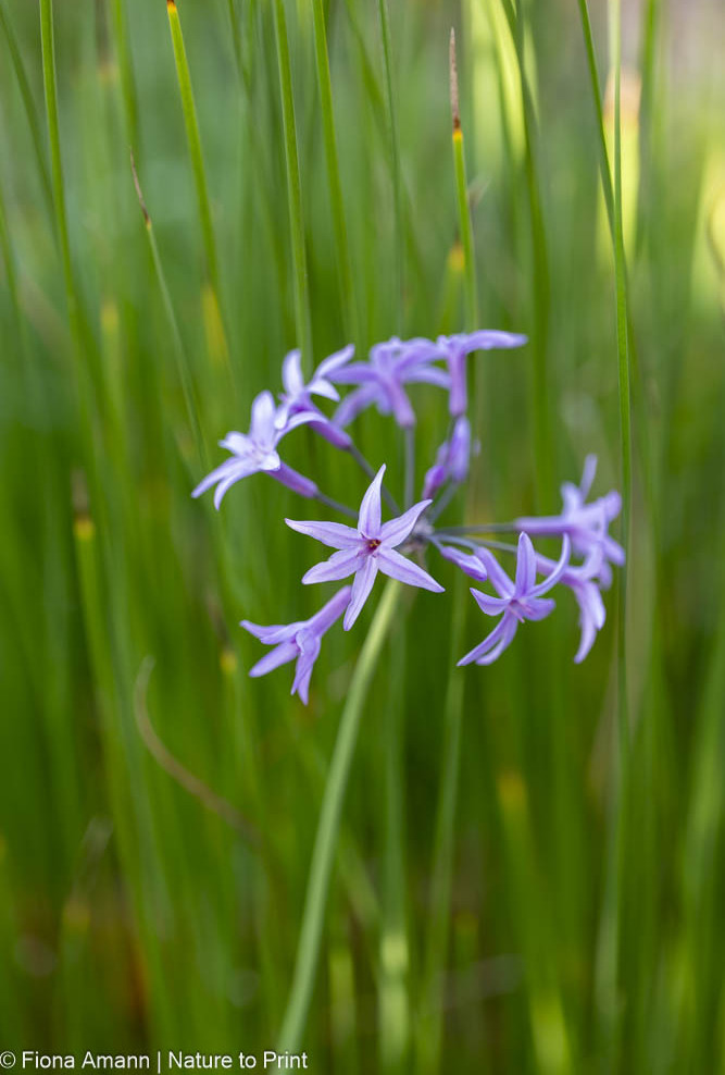 Zimmerknoblauch tarnt sich vor Kleinem Rohrkolben