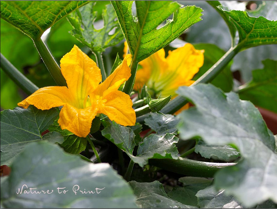 Zucchini im Selbstversorgergarten wachen in großen Pflanzekübel Zucchini im Selbstversorgergarten wachen in großen Pflanzekübel