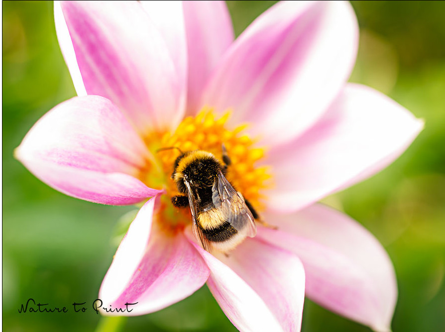 Auch Hummeln lieben Dahlien aus Samen mit ungefüllten Blüten