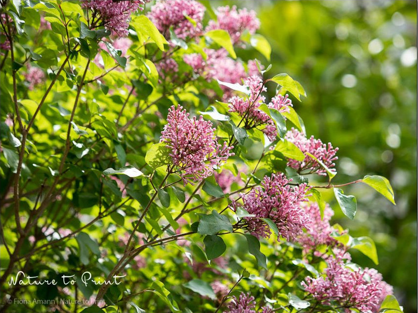 Hochstämmchen Zwergflieder blüht auch im Halbschatten Hochstämmchen Zwergflieder blüht auch im Halbschatten