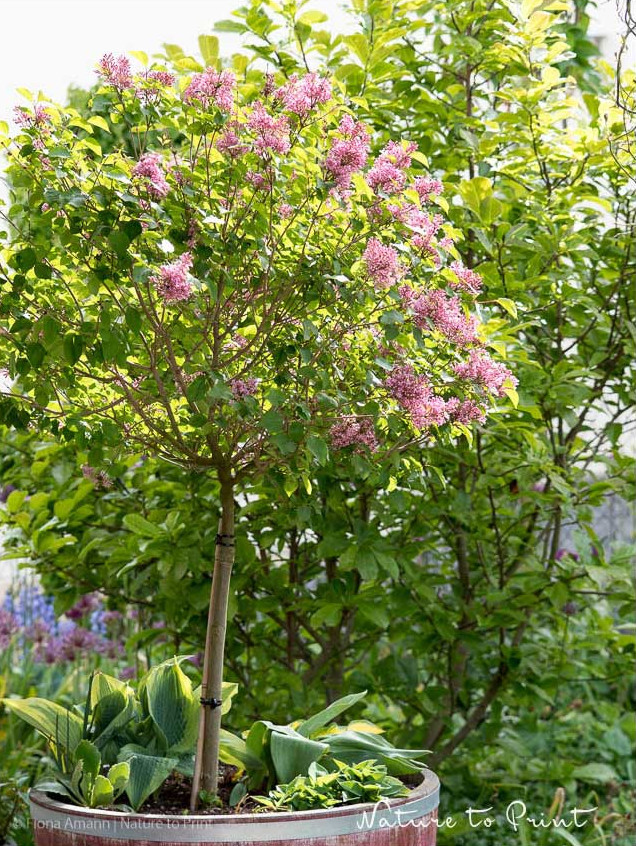 Kleiner Flieder Syringa 'Flowerfesta' Kleiner Flieder Syringa 'Flowerfesta'