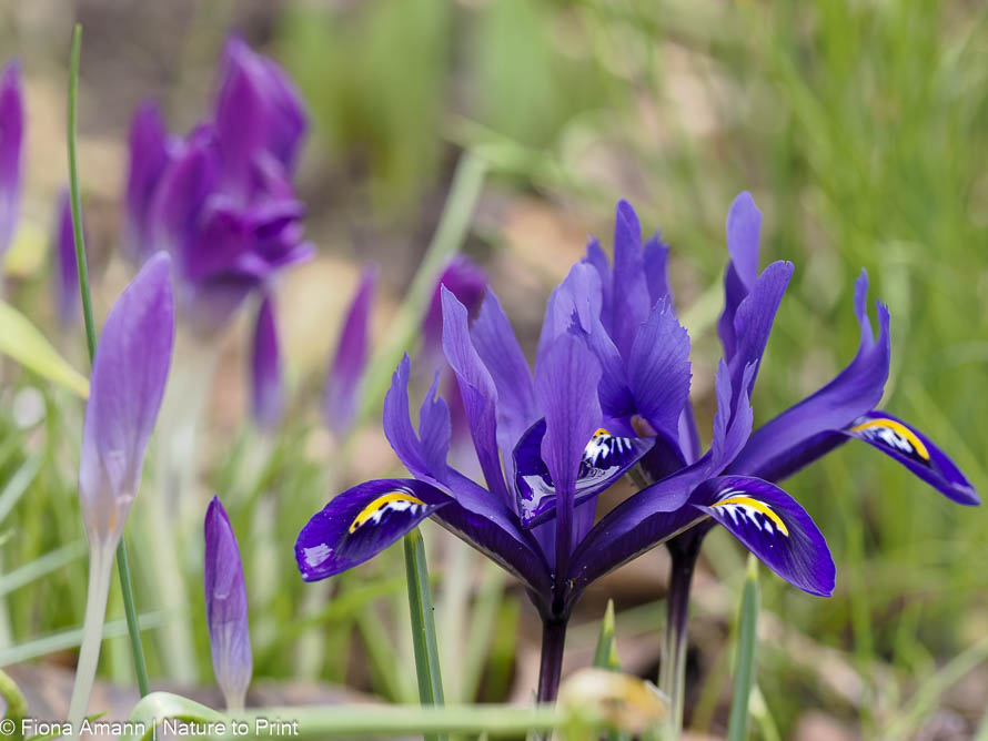 Zwergiris, Iris reticulata