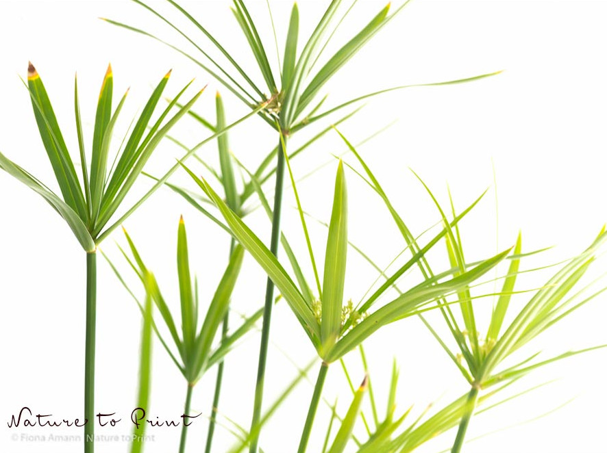 Zimmerpflanzen entstauben. Zyperngras erhöht Luftfeuchtigkeit im Raum