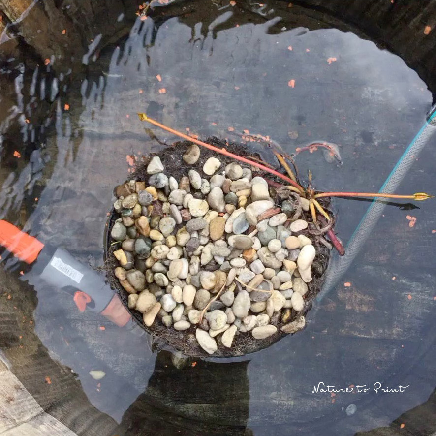 Frisch getopfte Seerose wird ins Wasser gelassen