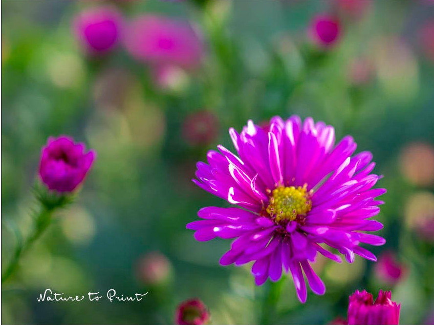 Blumengarten im September: Astern beginnen zu blühen