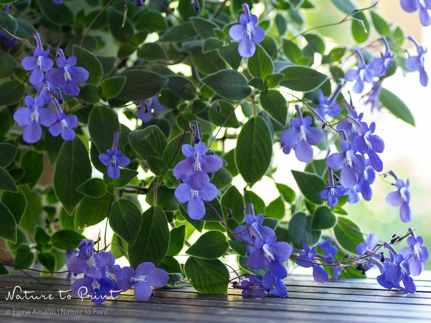 Blauer Paul, Streptocarpus saxorum, pflegeleichter Dauerblüher für drinnen und draußen