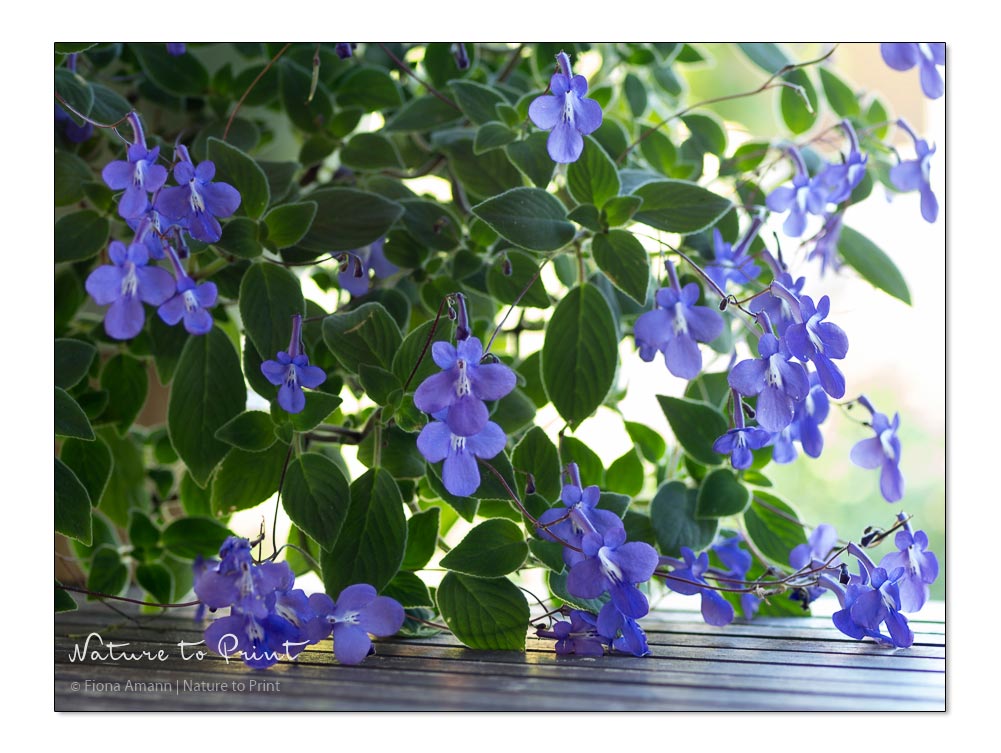 Blauer Paul, Streptocarpus saxorum, pflegeleichter Dauerblüher für drinnen und draußen