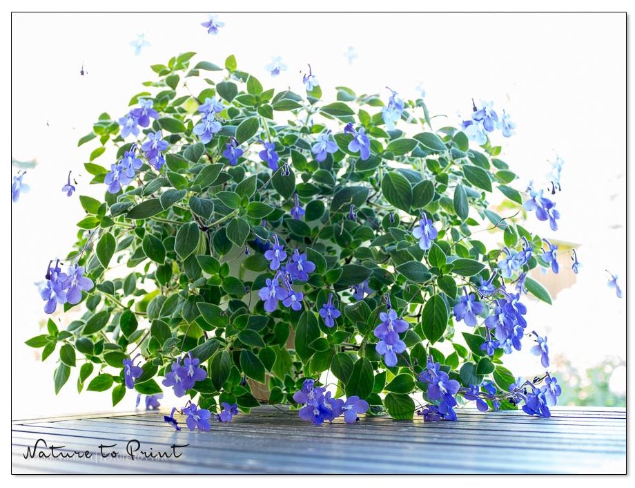 Der blaue Paul, Streptocapus, Drehfrucht, Zimmerpflanze, die den Sommer gerne draußen auf der schattigen Terrasse feiert. Der blaue Paul, Streptocapus, Drehfrucht, Zimmerpflanze, die den Sommer gerne draußen auf der schattigen Terrasse feiert.