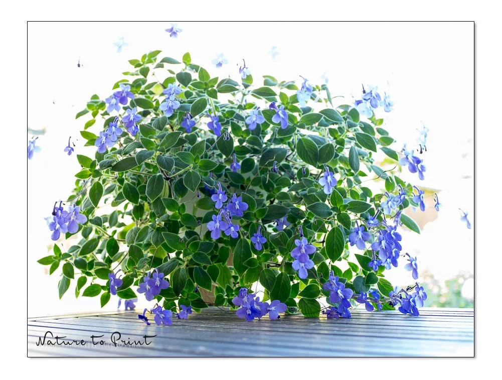 Der blaue Paul, Streptocapus, Drehfrucht, Zimmerpflanze, die den Sommer gerne draußen auf der schattigen Terrasse feiert.