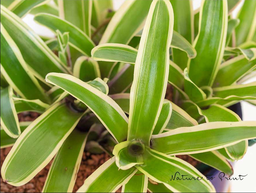 Bromelie Neoregialia liebt das Kleinklima in einem Terrarium