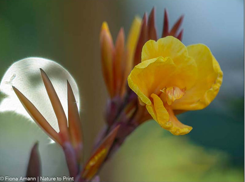 Indisches Blumenrohr: Spektakulärer Auftritt frühmorgens