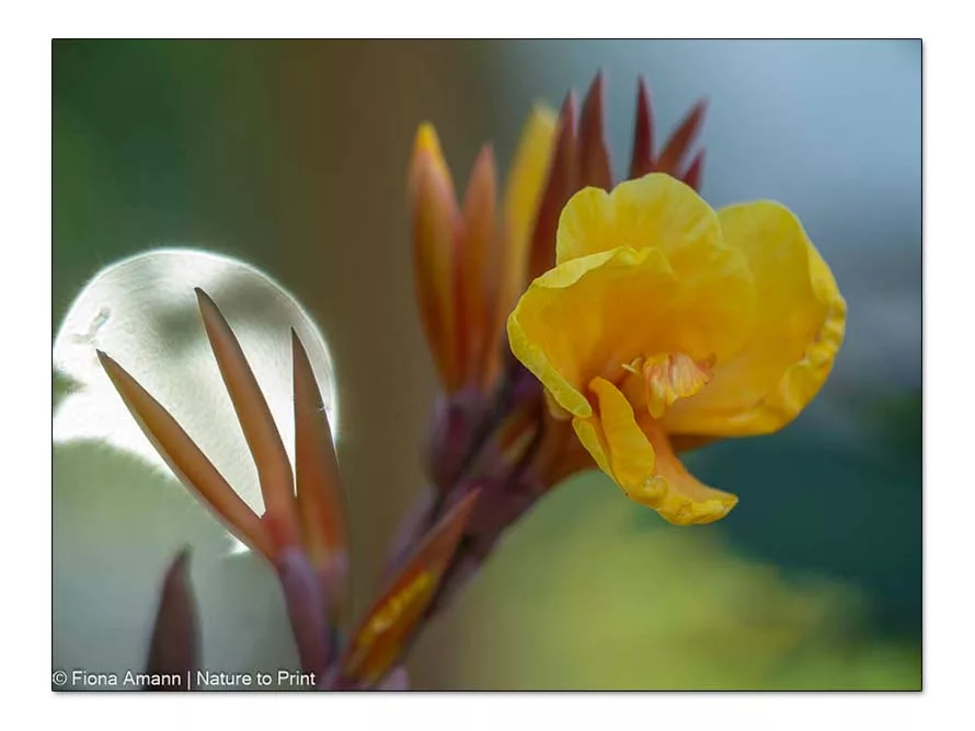 Indisches Blumenrohr: Spektakulärer Auftritt frühmorgens