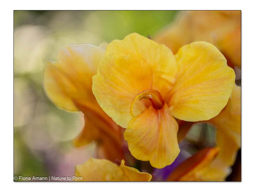 Canna indica, Indisches Blumenrohr setzt spektakuläre, tropische Akzente