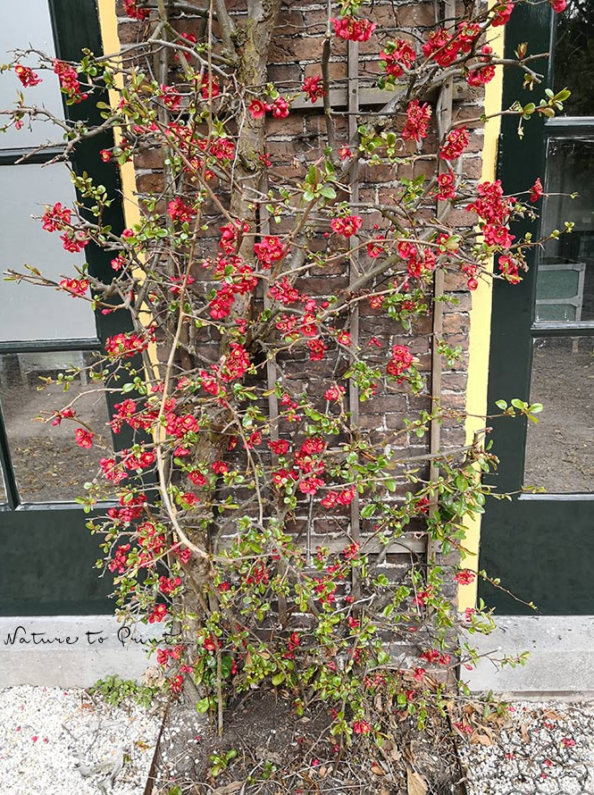 Chinesische Zierquitte als Spalier im Keukenhof