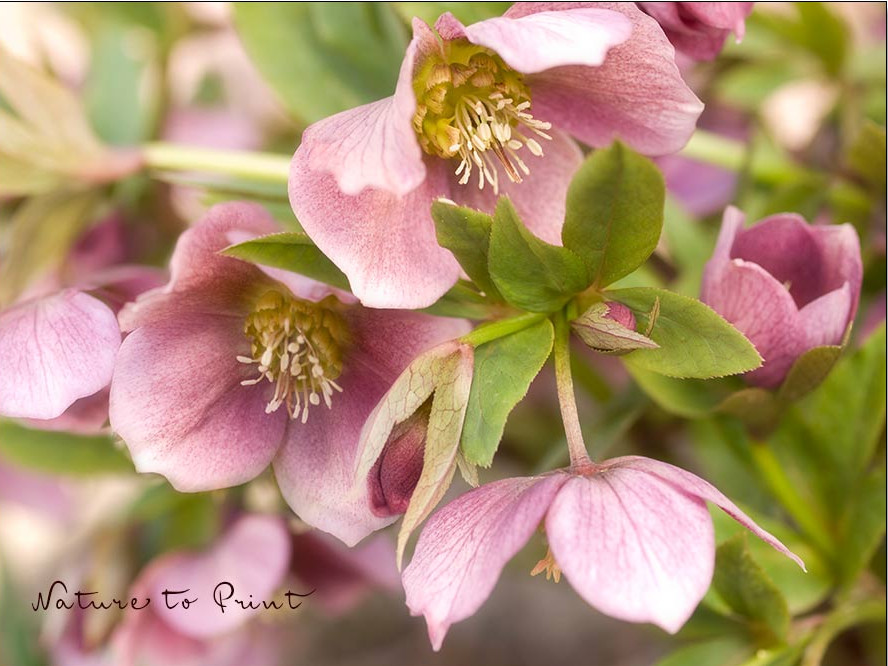 Lenzrosen fühlen sich auch im Schatten und Halbschatten wohl