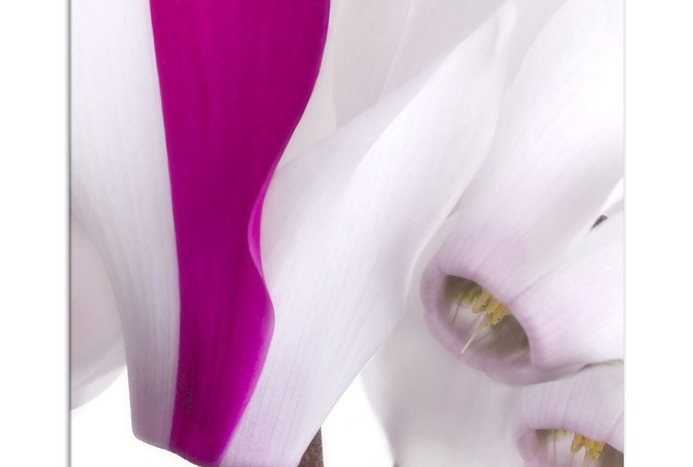 Zimmer-Alpenveilchen in Pink und Weiß