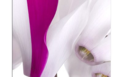 Geliebte Zimmerpflanzen Damit Zimmer-Alpenveilchen länger leben, 3 Pflegetipps