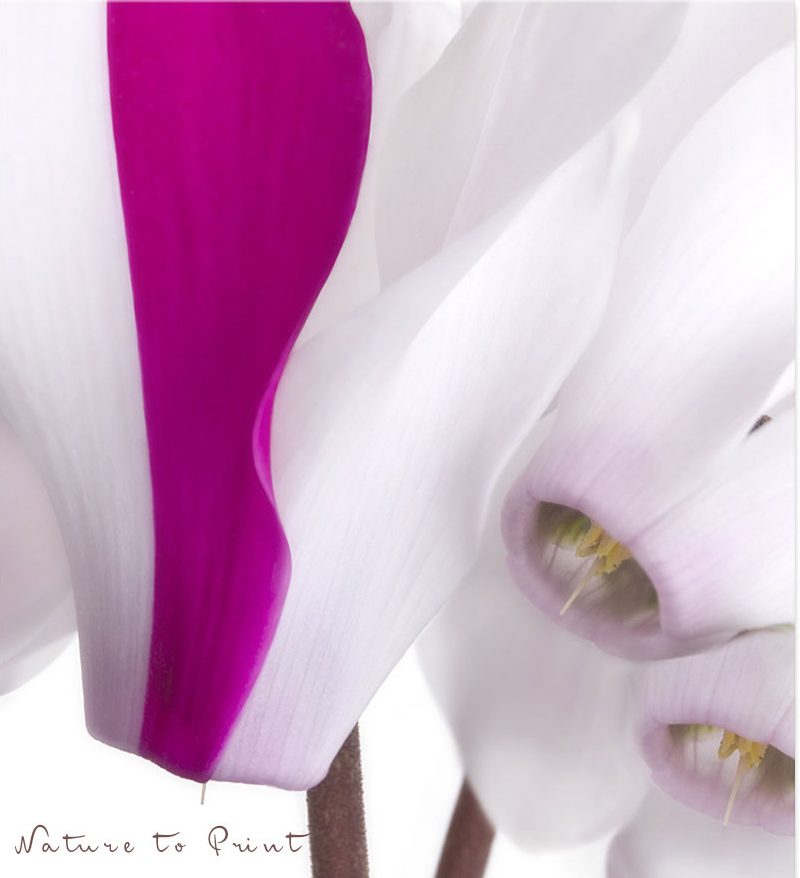 Zimmer-Alpenveilchen in Pink und Weiß