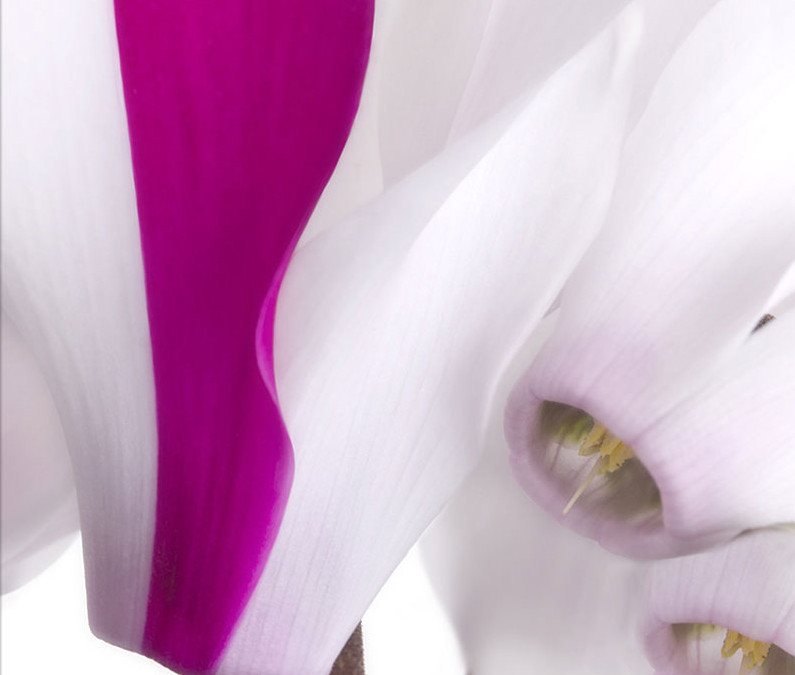 Zimmer-Alpenveilchen in Pink und Weiß