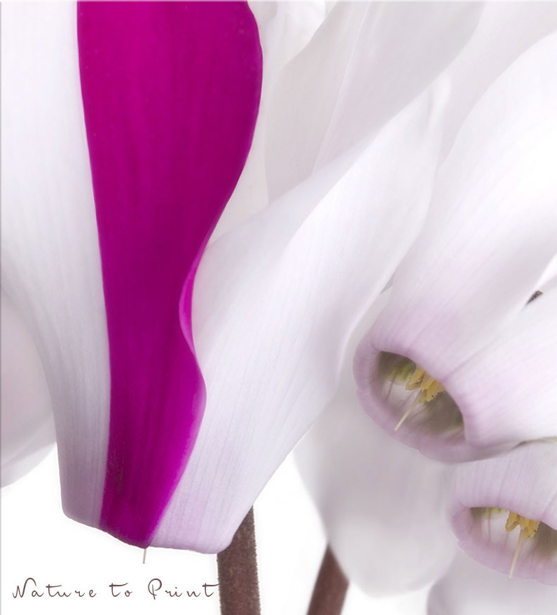 Zimmer-Alpenveilchen in Pink und Weiß