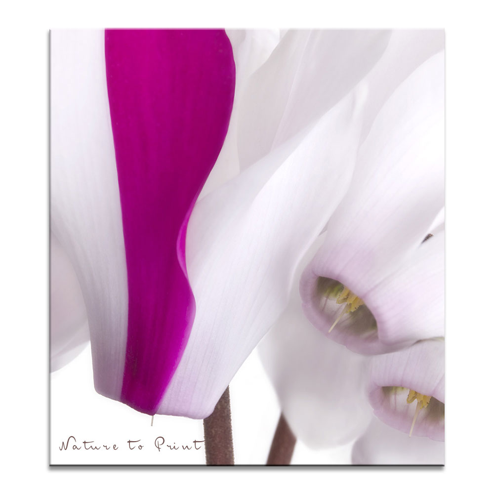 Zimmer-Alpenveilchen in Pink und Weiß