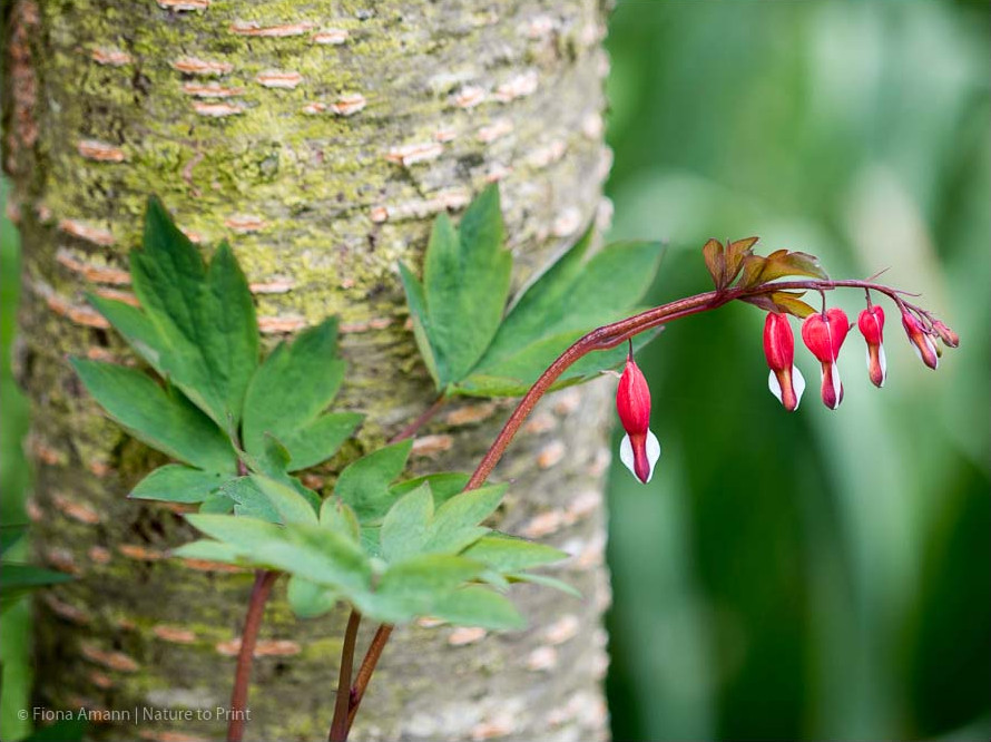 Ein rotes Tränendes Herz wächst direkt neben Zierkirsche Kanzan Rote Dicentra wohnt neben Zierkirsche Kanzan